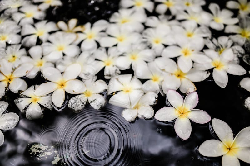 Arrangements floraux zen pour spa et bien-être